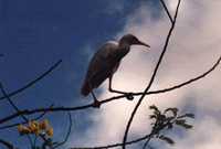 Un oiseau perché sur un arbre aux Seychelles